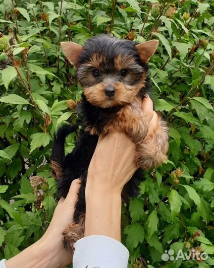 Щенки йорка мини