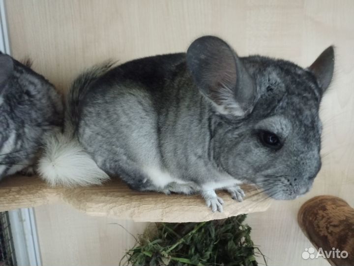 Шиншиллы 4 месяца