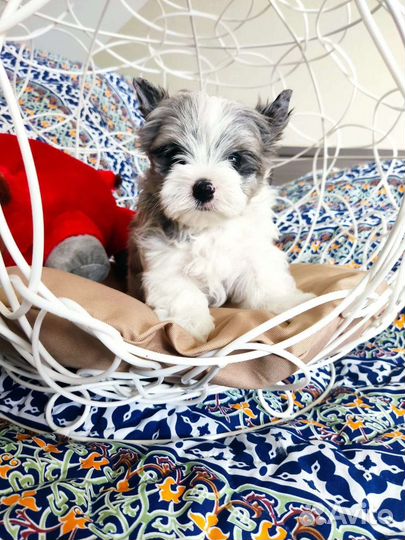 Куколка Барби Бивера блюберри