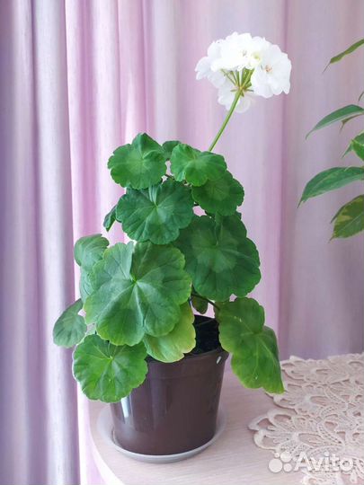 Пеларгония белая