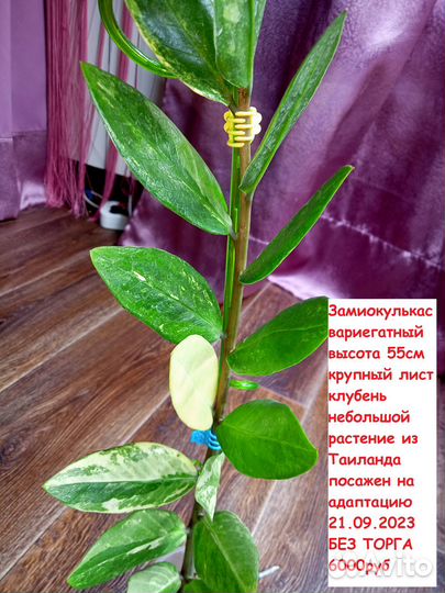 Самовывоз Замиокулькас Вар и Блэк