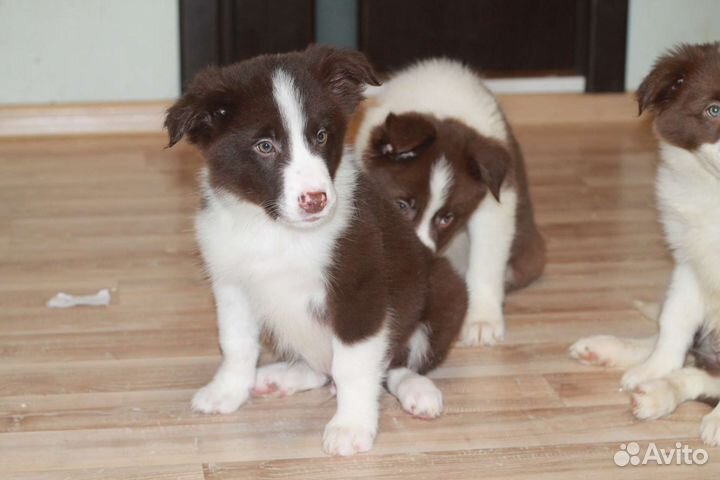 Бордер-колли