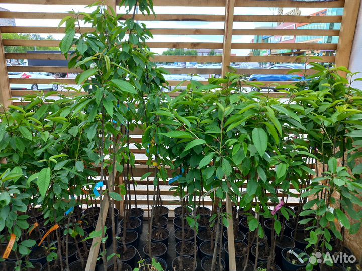 Вишня, Чудо-вишня, Черешня, Дюк