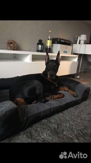 Лежанка для собак любых размеров