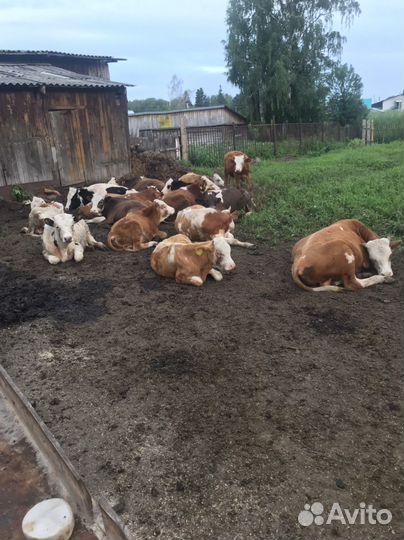Бычки и быки