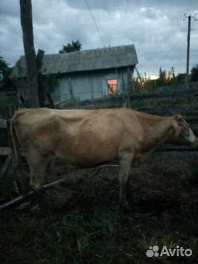 Корова дойная