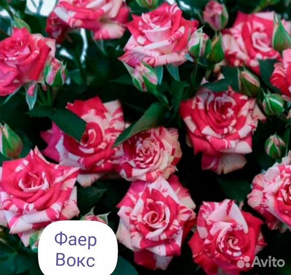 Саженцы роз спрей, Бардюрные листайте их много