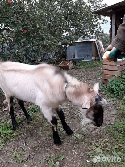 Козел (племенной)