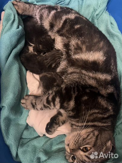 Шотландские котята