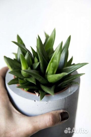 Суккуленты 1