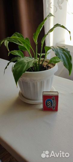 Подрощенные детки спатифиллума