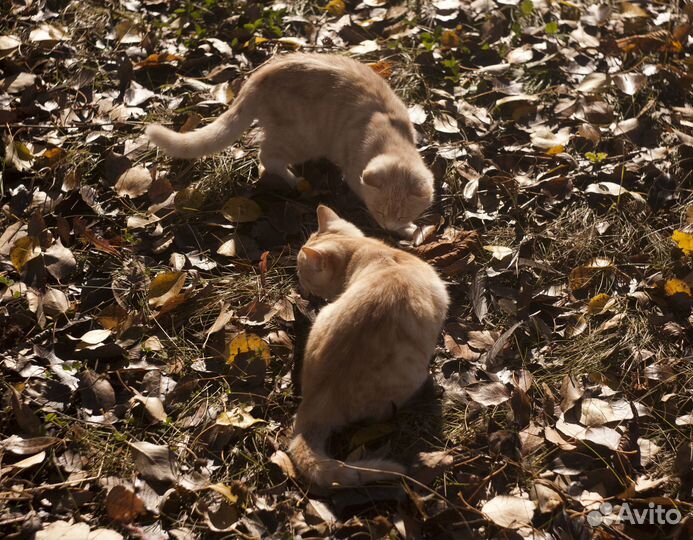 Котята мальчики и девочка