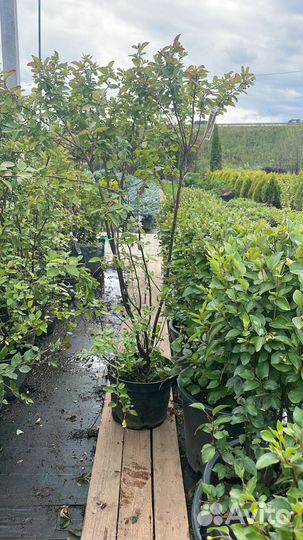 Декоративные растения для сада