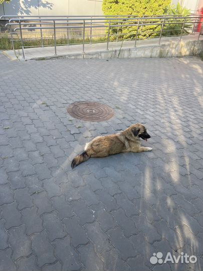 Собаки бесплатно в добрые руки