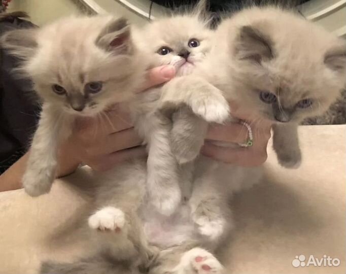 Невская маскарадная