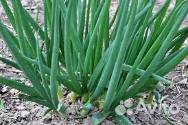 Лук на перо, укроп