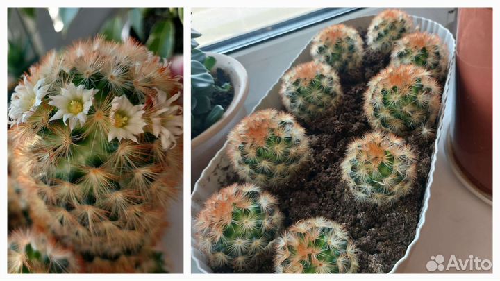 Кактус цветущий маммиллярия