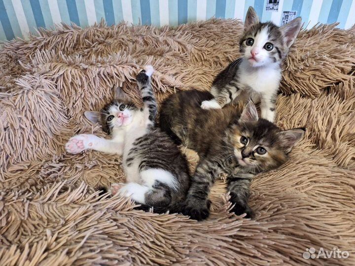 Котята 1.5 в добрые руки приучены к лотку