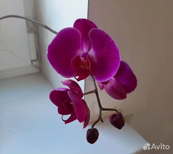 Орхидея фаленопсис
