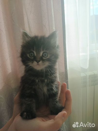 Котята девочки в добрые руки