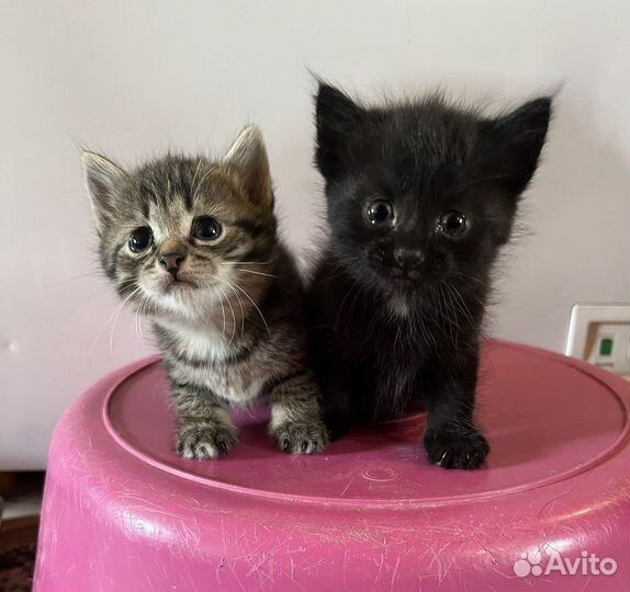 Котята в добрые руки, мальчики бесплатно