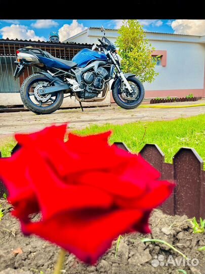 Yamaha fz6n