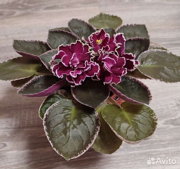 Фиалки-листики (свежий срез)