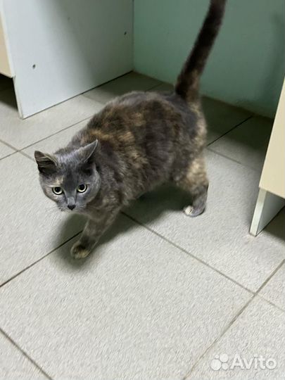 Кошки в добрые руки