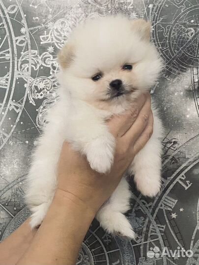 Pomeranian hot sale mini olx