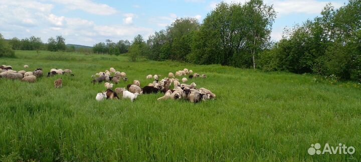 Овцы бараны ягнята оптом, 126 голов