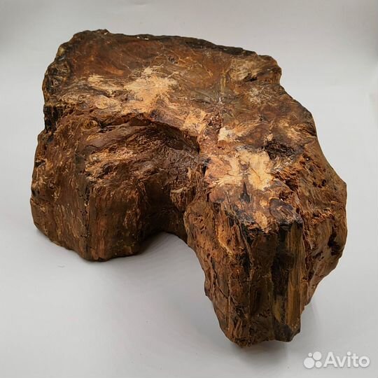 Окаменелое дерево, пенёк / Окаменелости