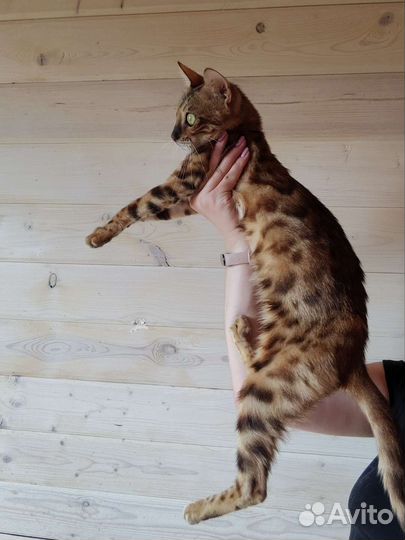 Бенгальская кошка в добрые руки
