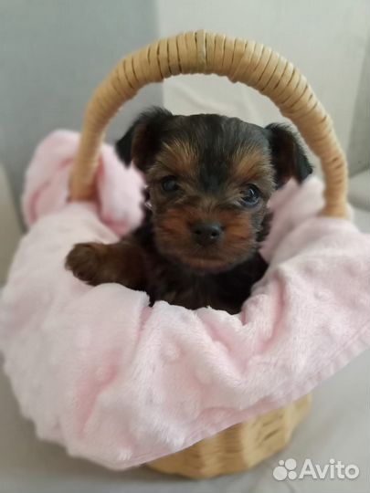 Йоркширский терьер щенки стандарт