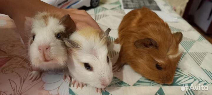 Морская свинка