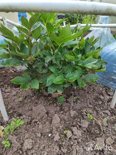 Молодой куст пиона