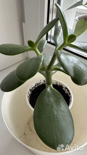 Крассула / толстянка / денежное дерево