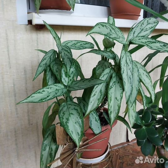 Комнатные растения цветы