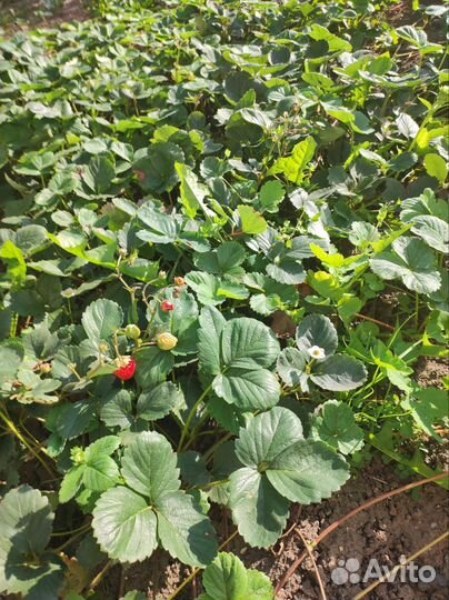 Саженцы ремонтантной клубники Флориды Бьюти