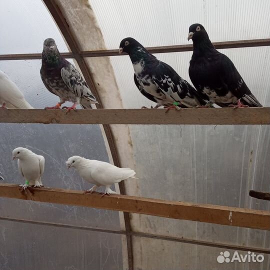 Голуби породистые
