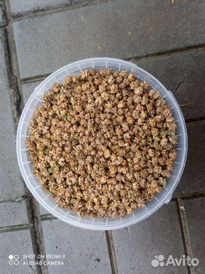 Семена кормовой свеклы