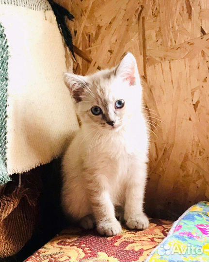 Кошка в дар