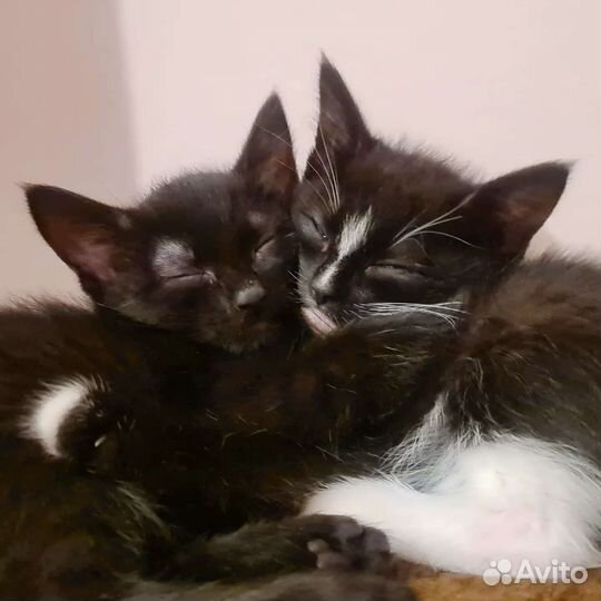 Котодети в подарок, только в добрые-добрые руки:)