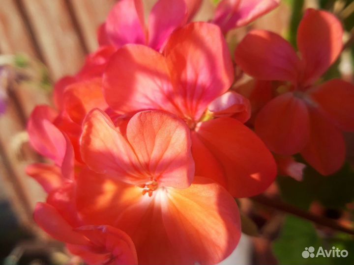 Пеларгония герань