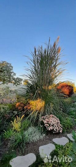 Декоративные травы,злаки