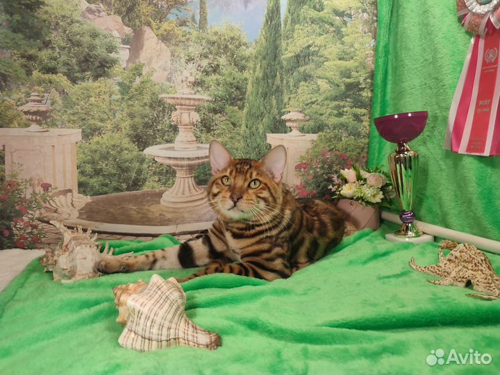Бенгальский кот вязка