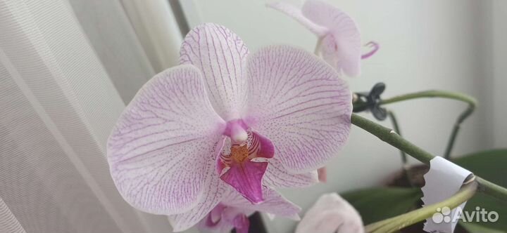 Семена орхидеи фаленопсис