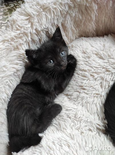 Уникальные котята черные в полоску 1.5 мес. в дар