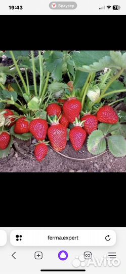 Рассада клубники ранняя Клери