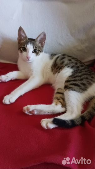 Котенок в дар бесплатно