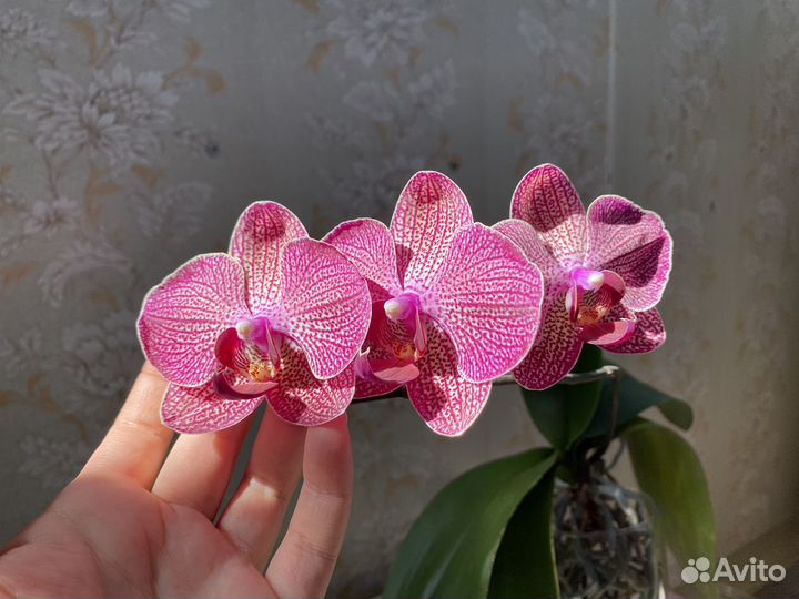 Фаленопсис Кимоно (kimono)